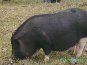 porci vietnamezi