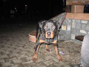 Urgent vand rottweiler