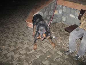 Urgent vand rottweiler