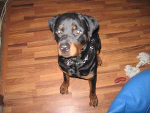 Urgent vand rottweiler