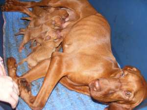Pui viszla maghiara de vanzare
