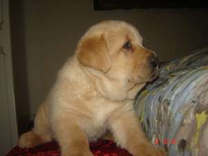 Vand pui labrador auriu