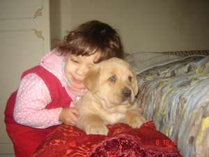 Vand pui labrador auriu
