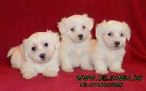 de vanzare pui BICHON,  VAND CATEI BICHON BOLOGNESE SI MALTESE