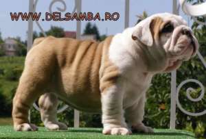 vand PUI DE BULLDOG ENGLEZ,  CATEI BULLDOG ENGLEZ CU PEDIGREE