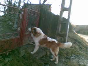 SAINT BERNARD PT MONTA CURTEA DE ARGES
