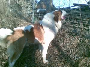 SAINT BERNARD PT MONTA CURTEA DE ARGES