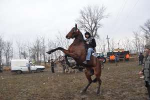 caii de vanzare