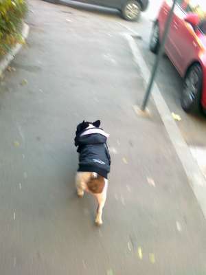 ofer spre monta mascul din rasa Bulldog Francez
