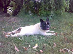 ofer spre monta mascul din rasa Bulldog Francez