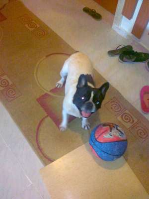 ofer spre monta mascul din rasa Bulldog Francez