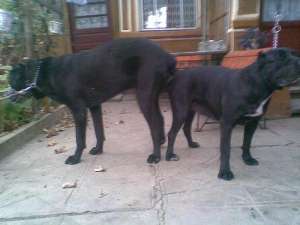 Vand Cane Corso