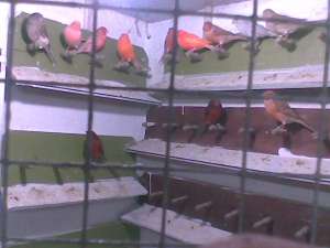 CANARI DE CANTEC SI CULOARE
