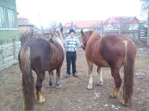 Iepe de vanzare, 