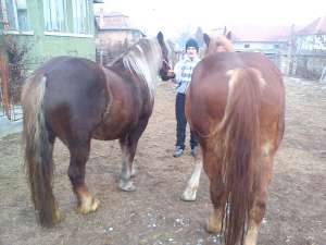 Iepe de vanzare, 