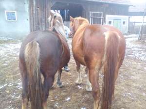Iepe de vanzare, 
