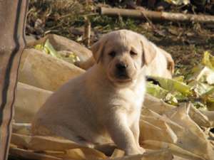vand pui labrador retriever