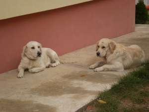 pui golden retriever