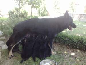 Vand pui ciobanesc german negru,  talie mare