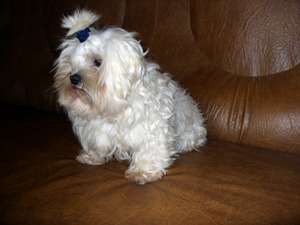 oferta pui superbi bichon malteze