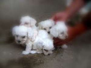 oferta pui superbi bichon malteze