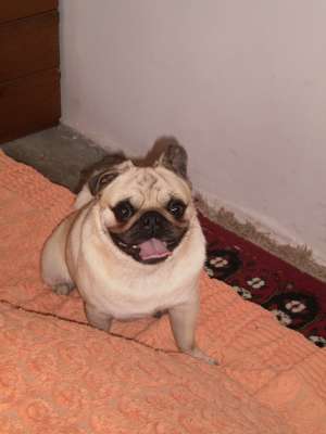 mascul mops pentru monta