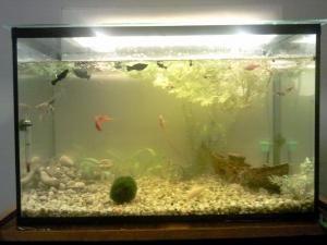 Vand acvariu cu pesti 60 l.