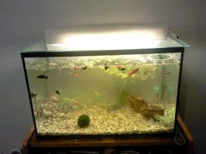 Vand acvariu cu pesti 60 l.