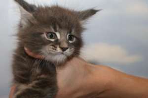 Vand pui pisica Maine Coon