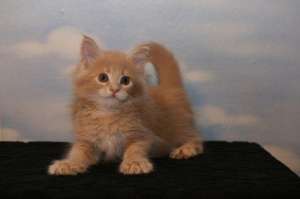 Vand pui pisica Maine Coon