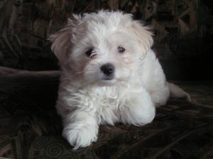 vind pui de bichon de talie toy