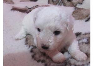 Vand pui BICHON Frise (mascul + femela 6 sapt)