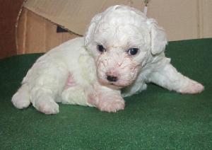 Vand pui BICHON Frise (mascul + femela 6 sapt)