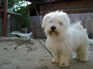 Vand  pui bicon frise