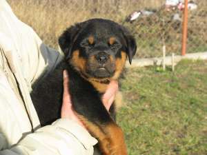 rottweiler pui de vanzare