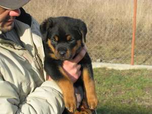 rottweiler pui de vanzare
