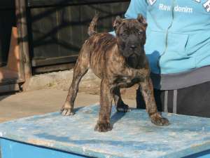 vand pui Dogo Canario 2 luni