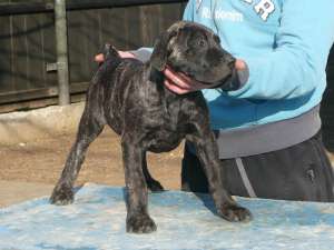 vand pui Dogo Canario 2 luni