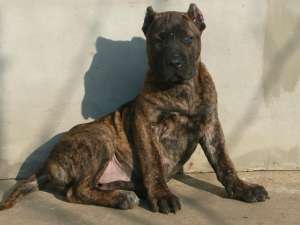 vand pui Dogo Canario 2 luni