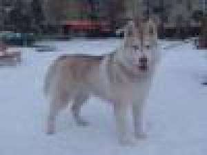 Husky campion pt monta