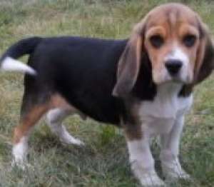 pui beagle cu pedigree , din parinti deosebiti./