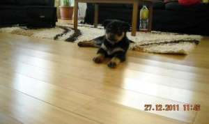 Pui Rottweiler
