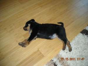 Pui Rottweiler