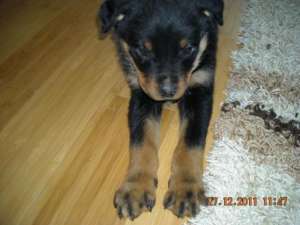 Pui Rottweiler
