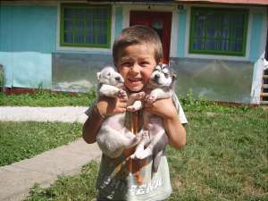 vand pui husky