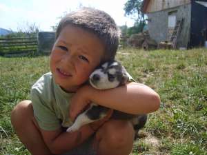 vand pui husky
