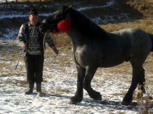 cai de vanzare arges