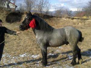 cai de vanzare arges