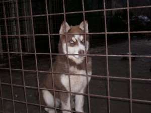 Vand 4 Husky Siberian