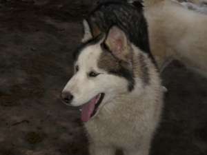 Vand 4 Husky Siberian